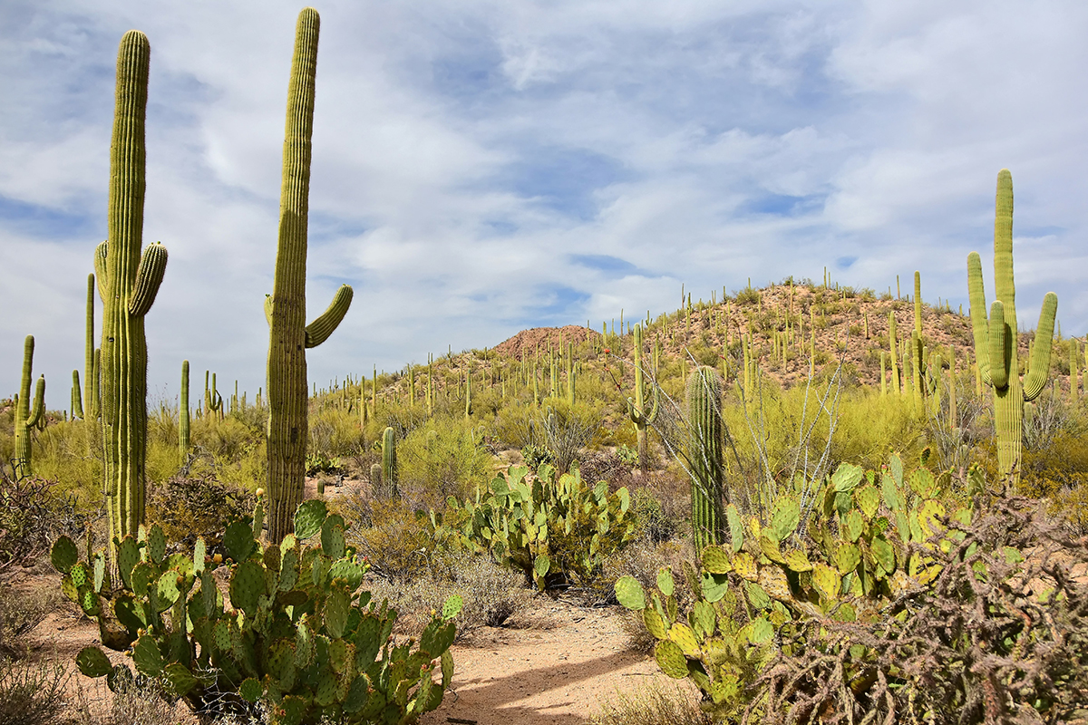 Best Hikes in Saguaro National Park 1