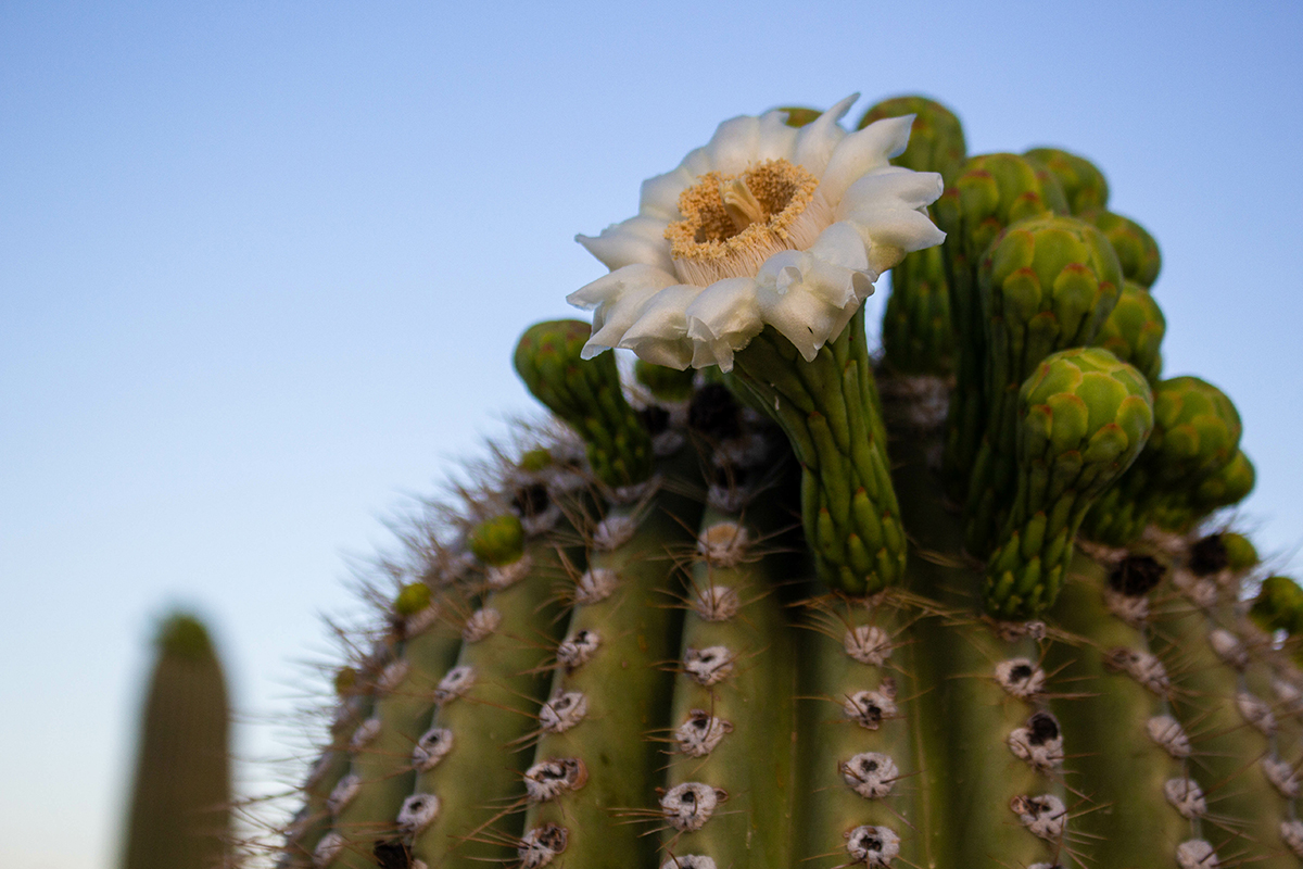Best Hikes in Saguaro National Park 11