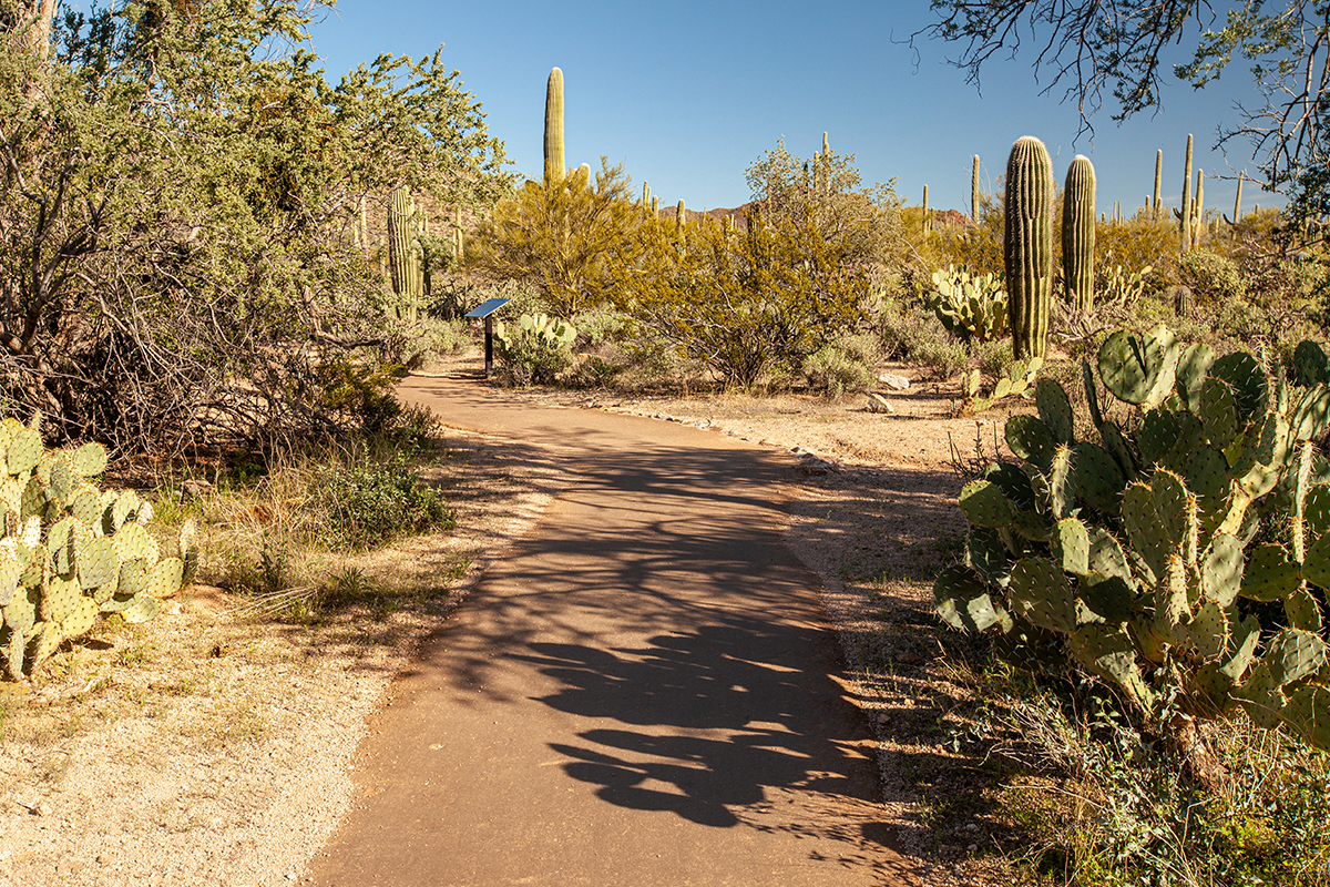 Best Hikes in Saguaro National Park 3