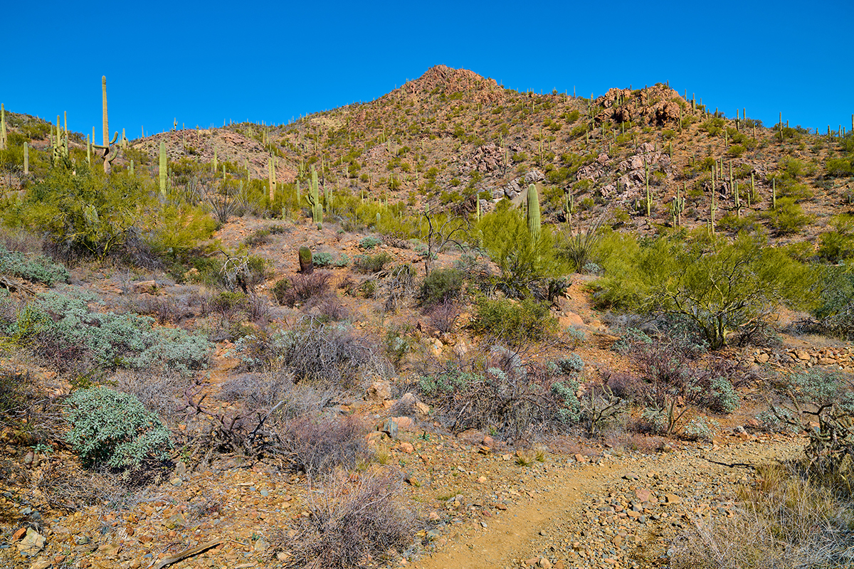 Best Hikes in Saguaro National Park 4