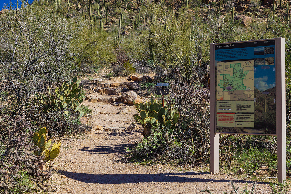 Best Hikes in Saguaro National Park 5