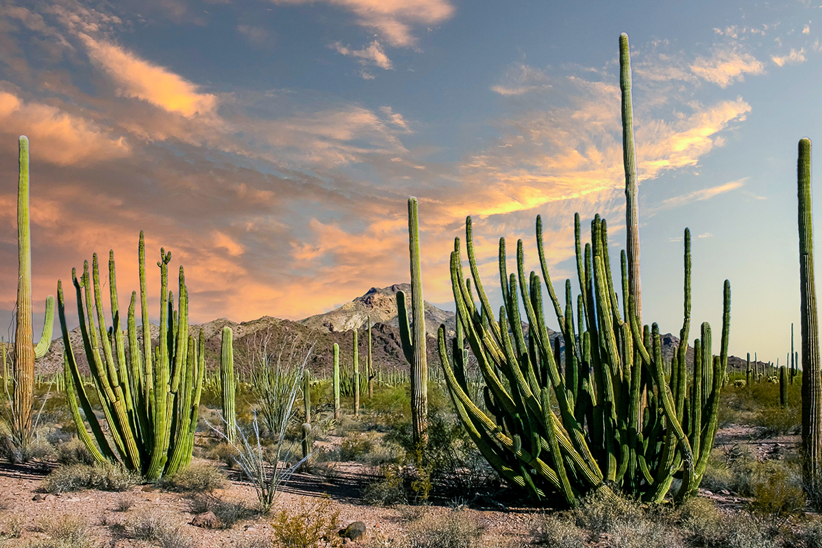 Best Hikes in Saguaro National Park  6