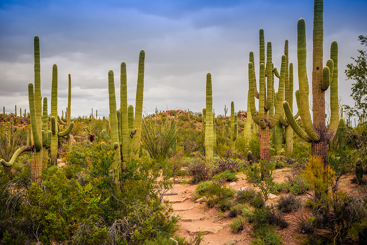 Best Hikes in Saguaro National Park 8