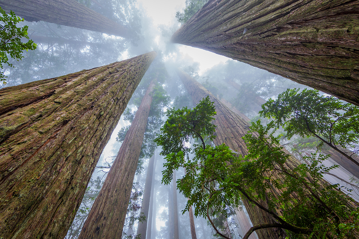 Best Hikes in Redwood National and State Parks 11