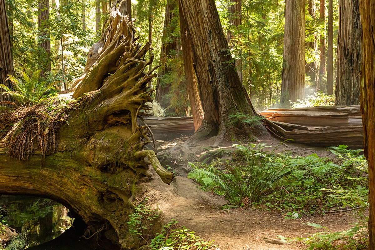 Best Hikes in Redwood National and State Parks 5