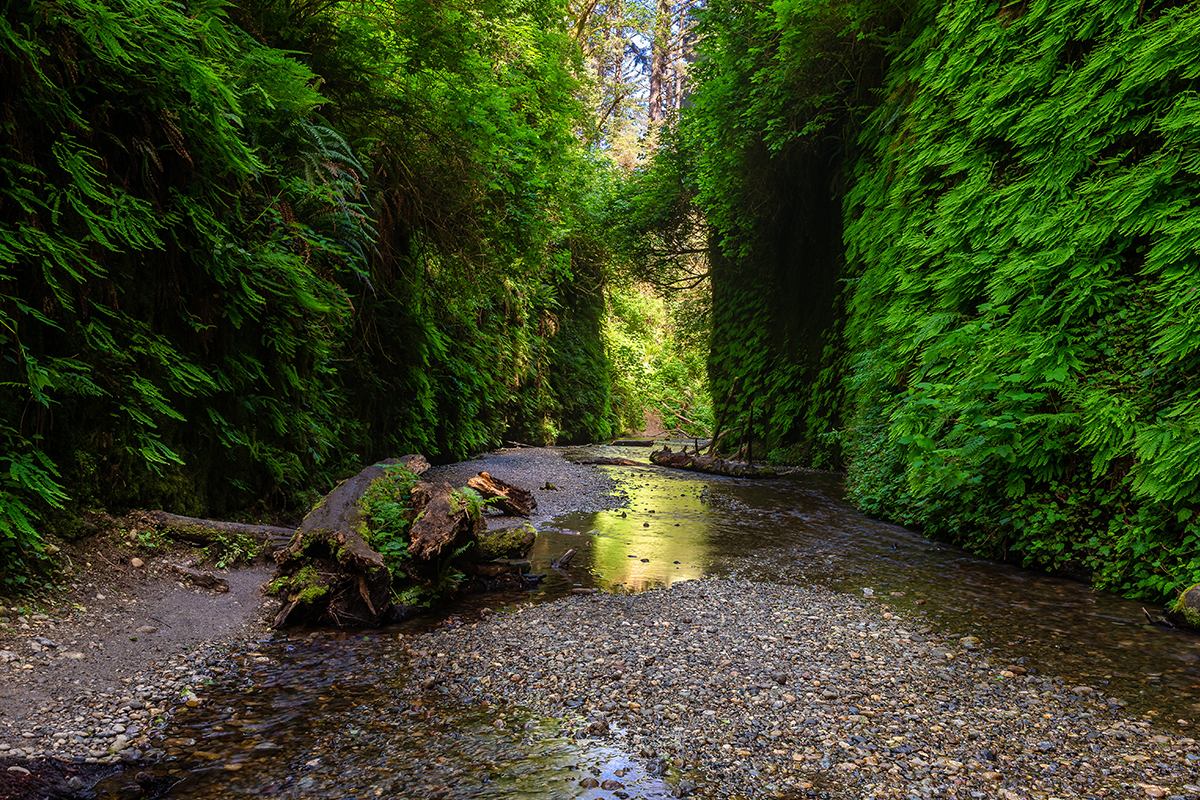 Best Hikes in Redwood National and State Parks 7