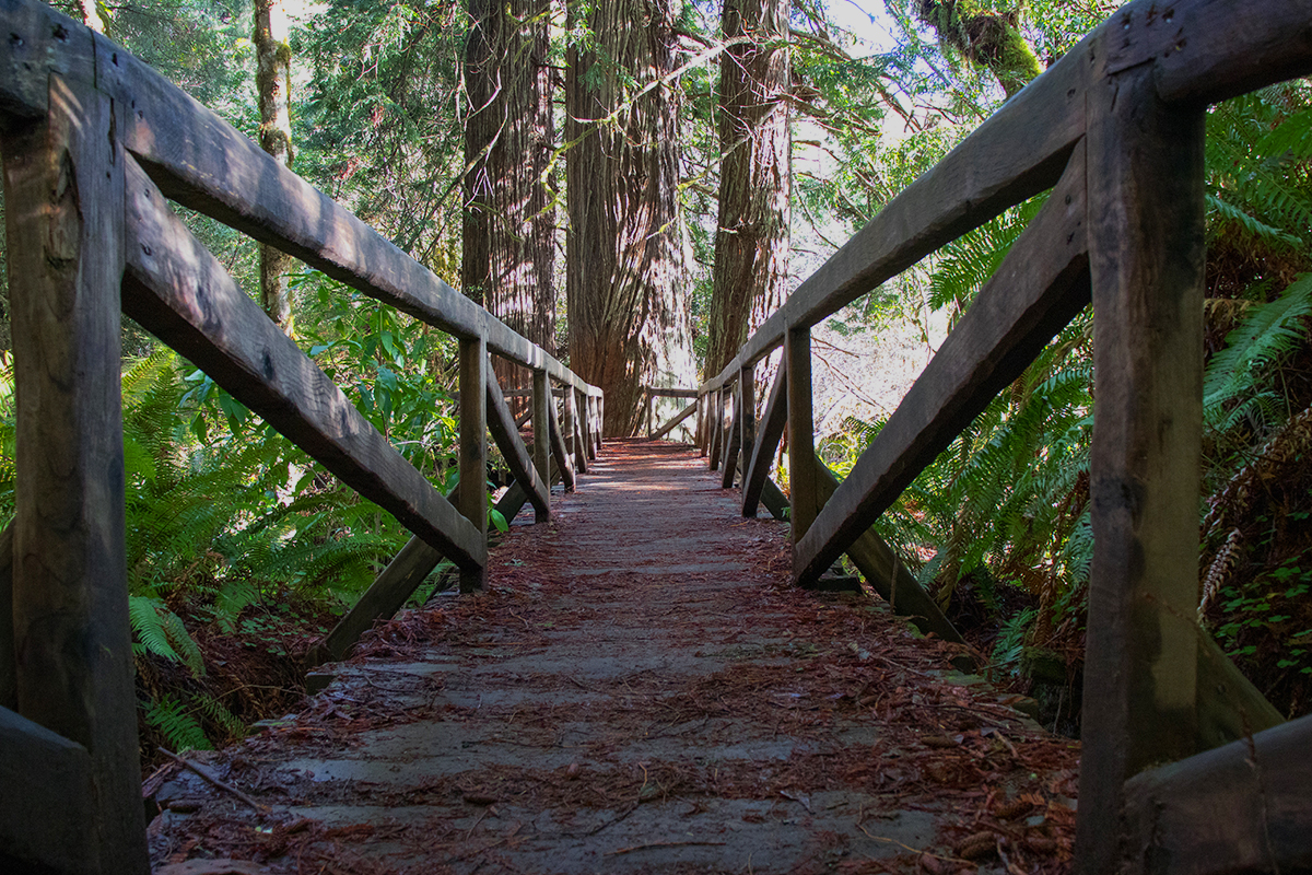 Best Hikes in Redwood National and State Parks 9