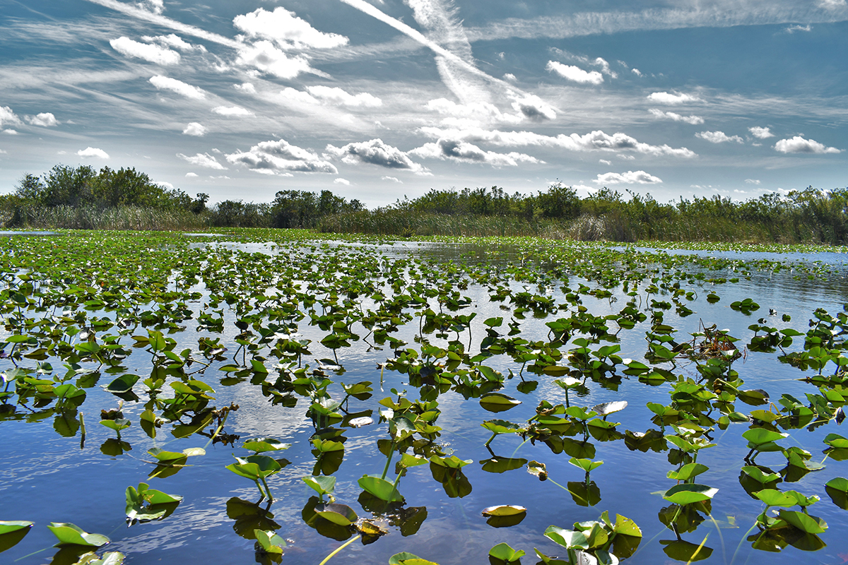 13 Interesting Facts about the Everglades for Nature Lovers 1