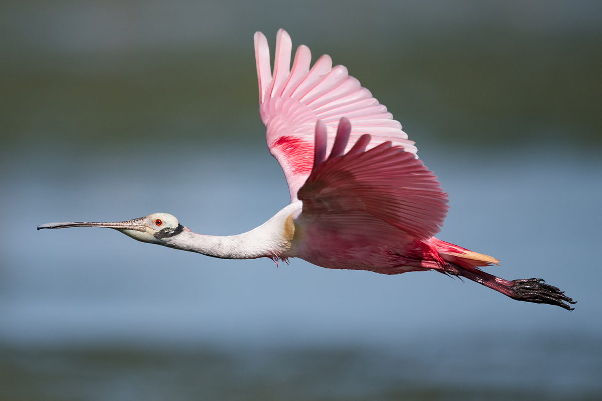 13 Interesting Facts about the Everglades for Nature Lovers 2