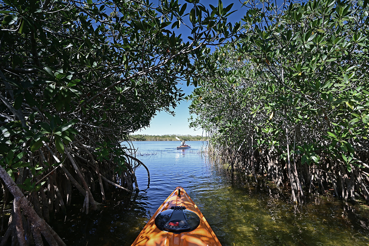 13 Interesting Facts about the Everglades for Nature Lovers 3
