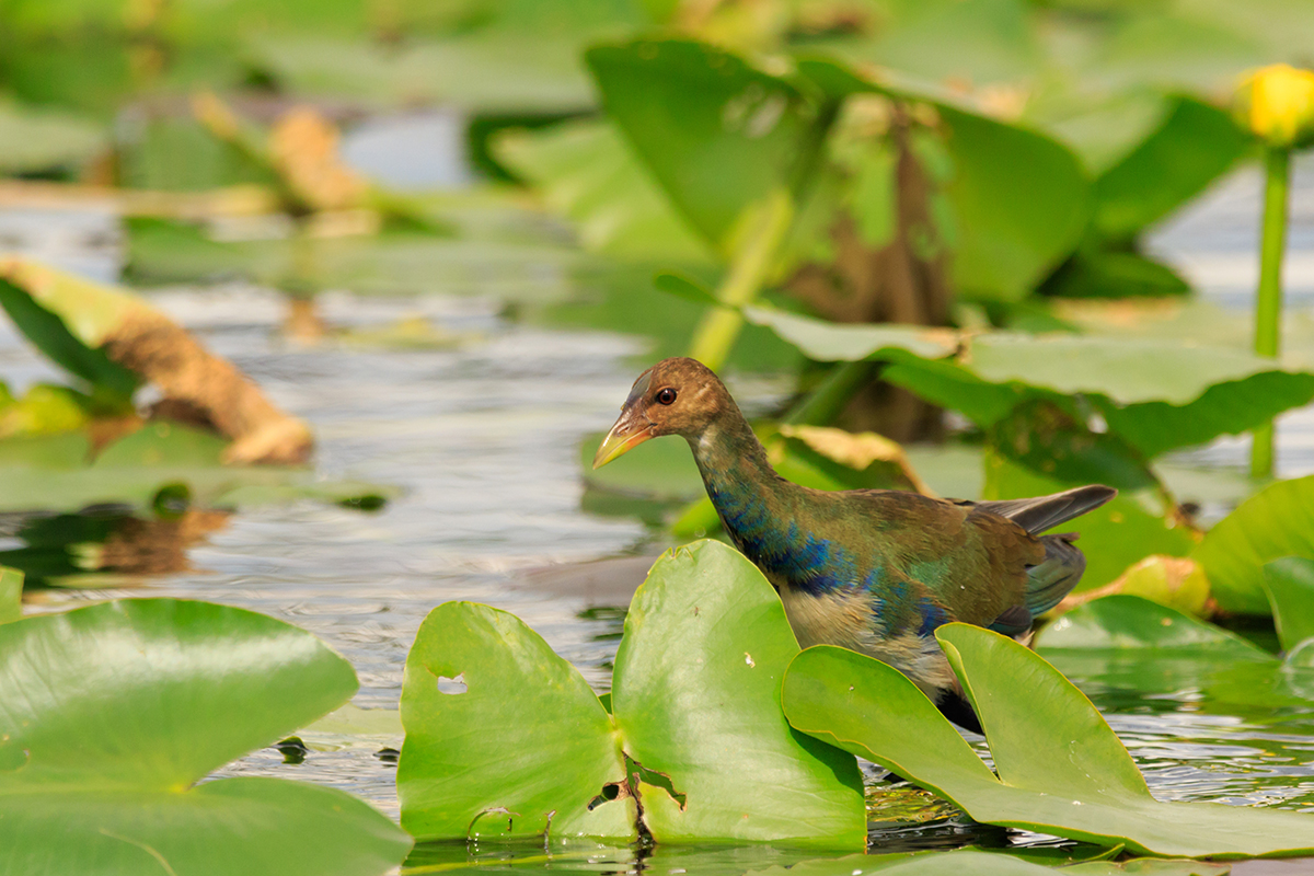 13 Interesting Facts about the Everglades for Nature Lovers 4