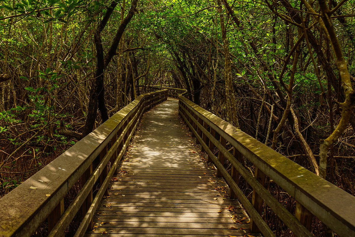 13 Interesting Facts about the Everglades for Nature Lovers 5