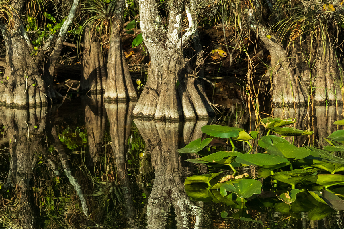 13 Interesting Facts about the Everglades for Nature Lovers 7