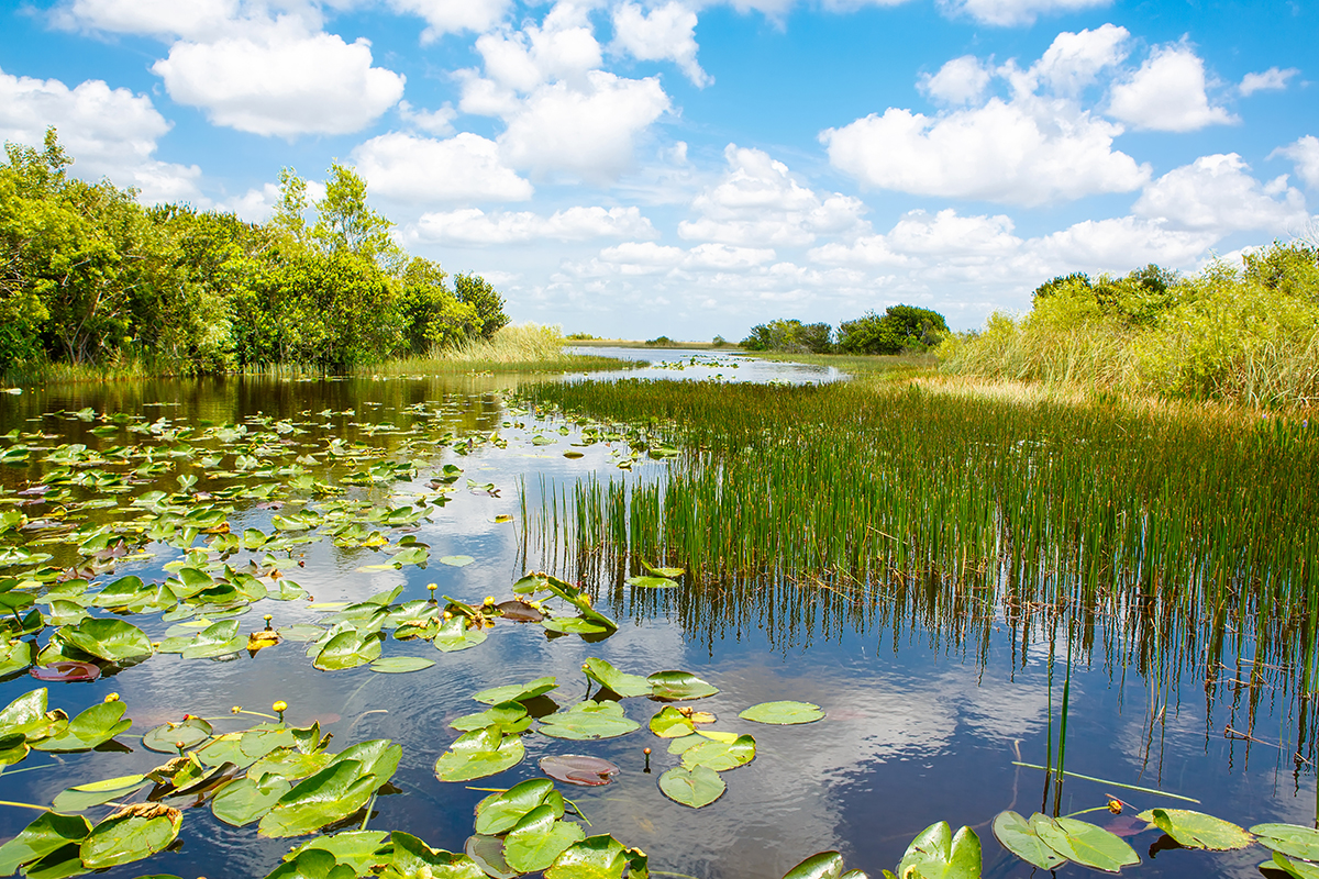 13 Interesting Facts about the Everglades for Nature Lovers 8