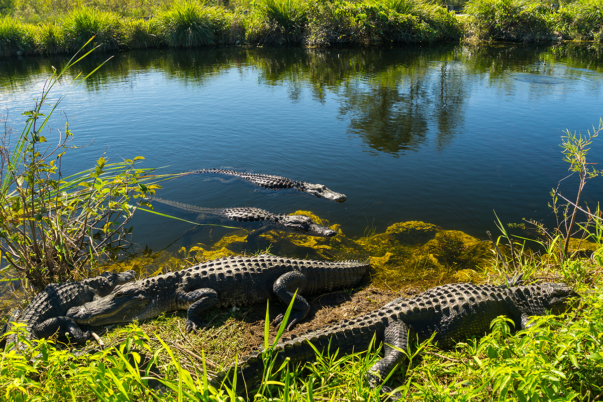 13 Interesting Facts about the Everglades for Nature Lovers 9