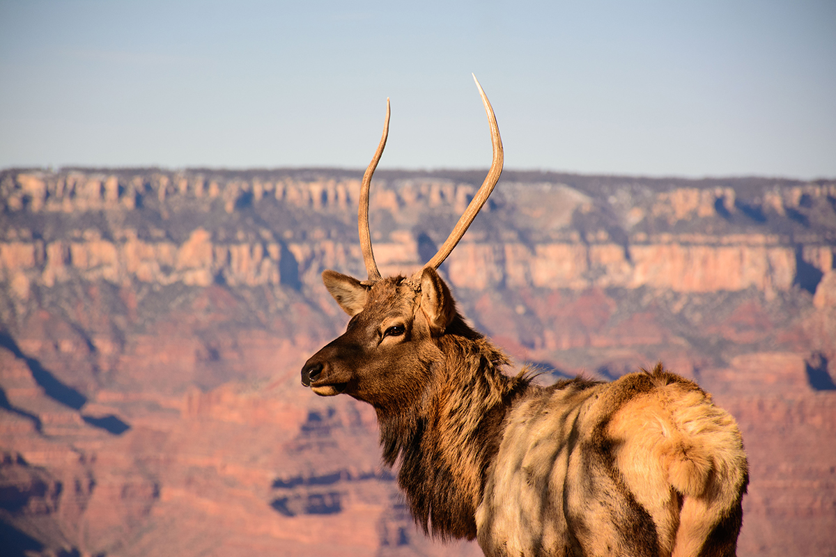 Amazing Grand Canyon National Park Facts to Inspire You 5