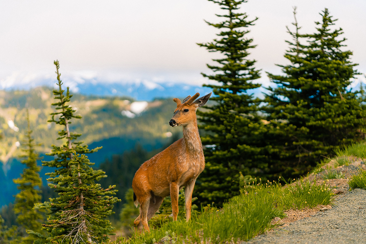 Uncover Incredible Olympic National Park Facts Today 8