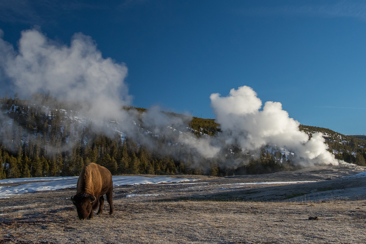 Top Yellowstone National Park Facts You Should Know 4