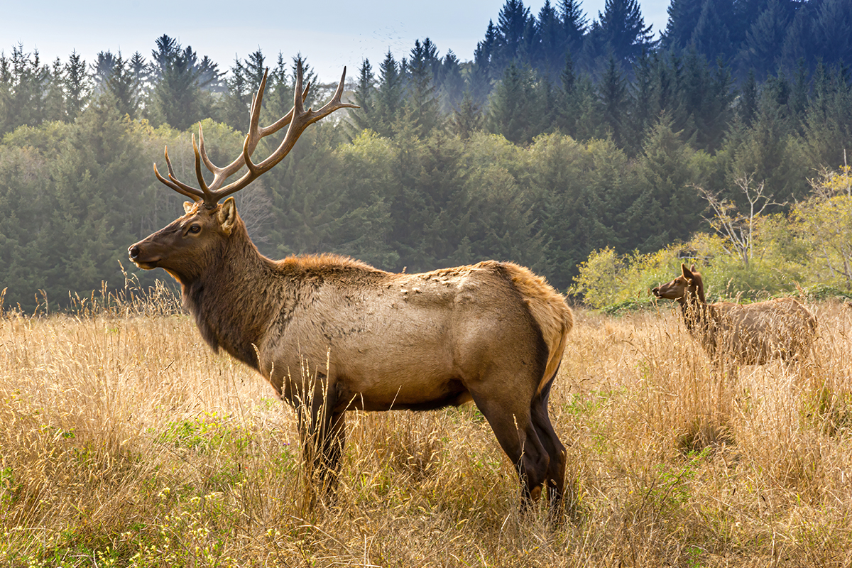 Interesting Yosemite National Park Facts for Travelers 8