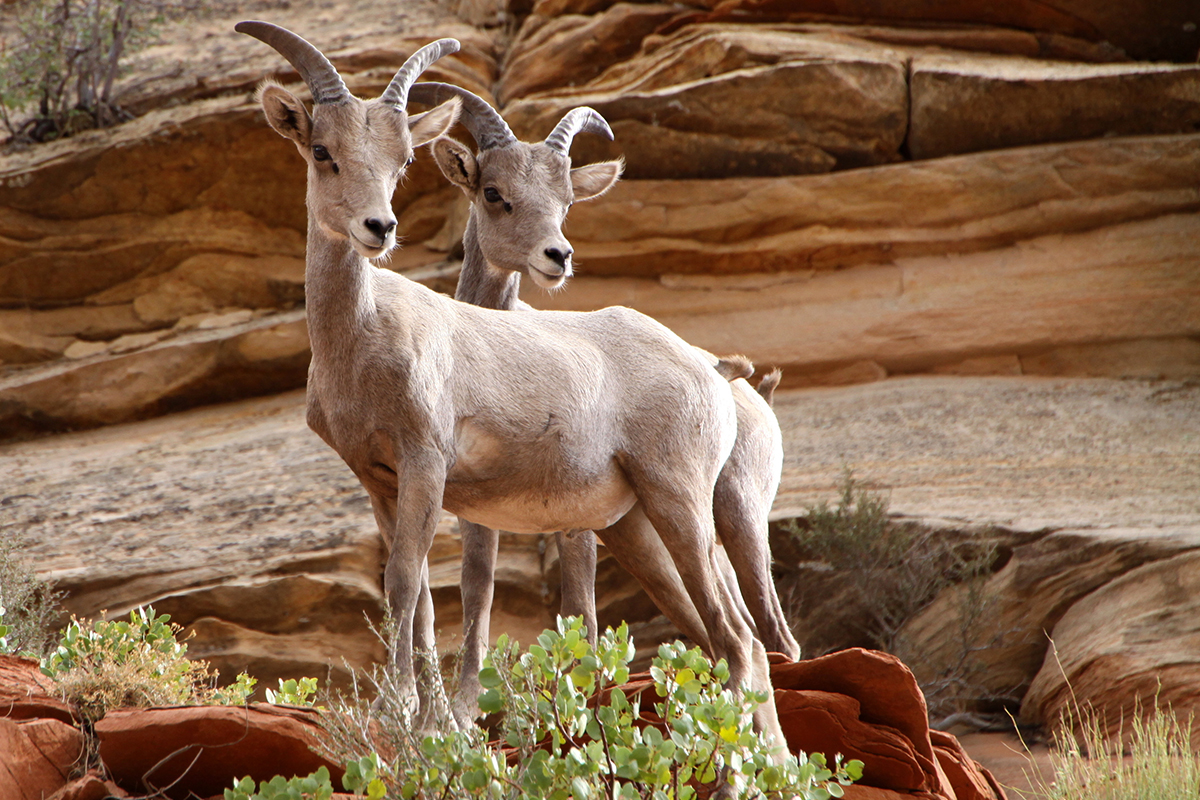 Fascinating Zion National Park Facts for Every Adventurer 4