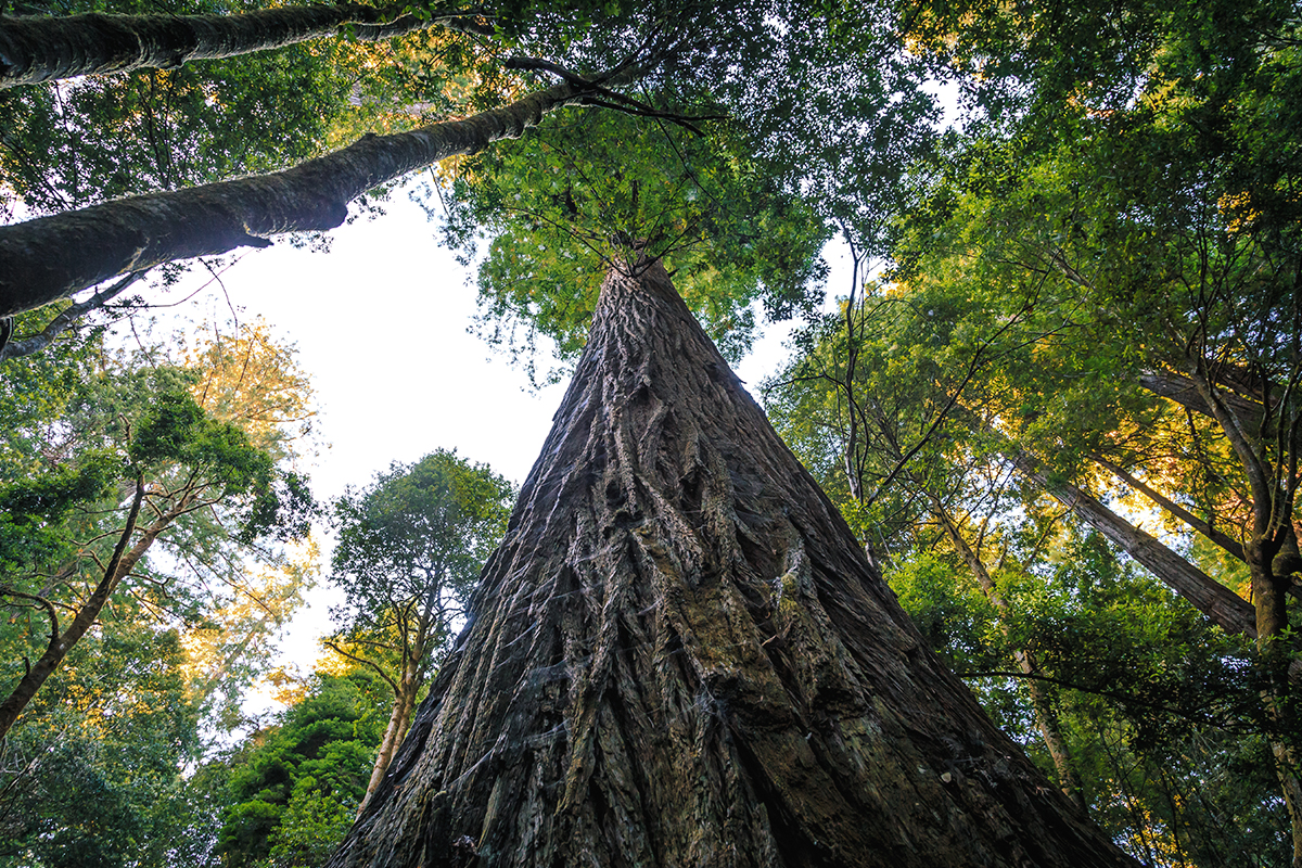 Redwood National Park Facts About Wildlife and History 1