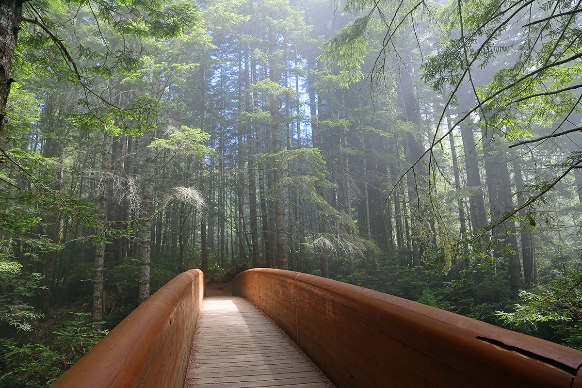 Redwood National Park Facts About Wildlife and History 5