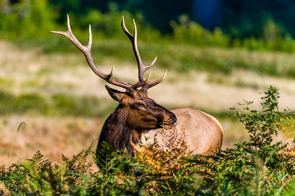 Redwood National Park Facts About Wildlife and History 3
