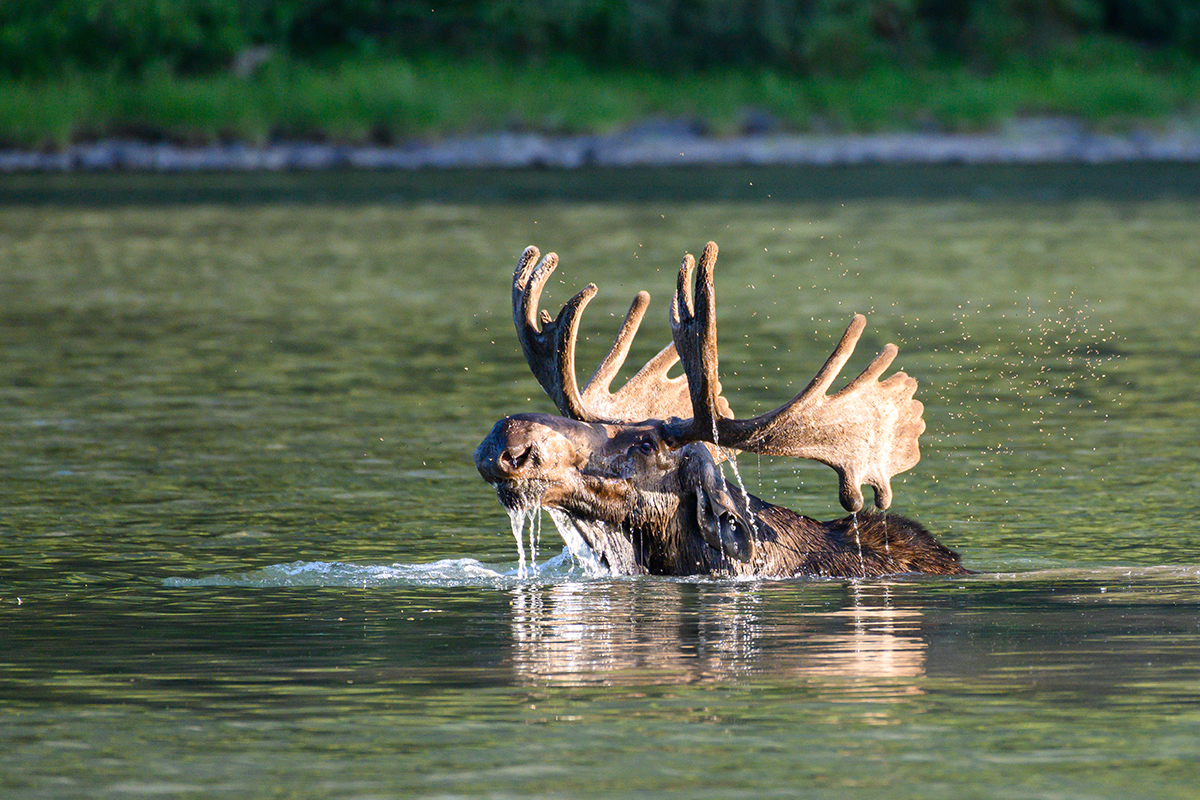 Learn These Interesting Glacier National Park Facts 4