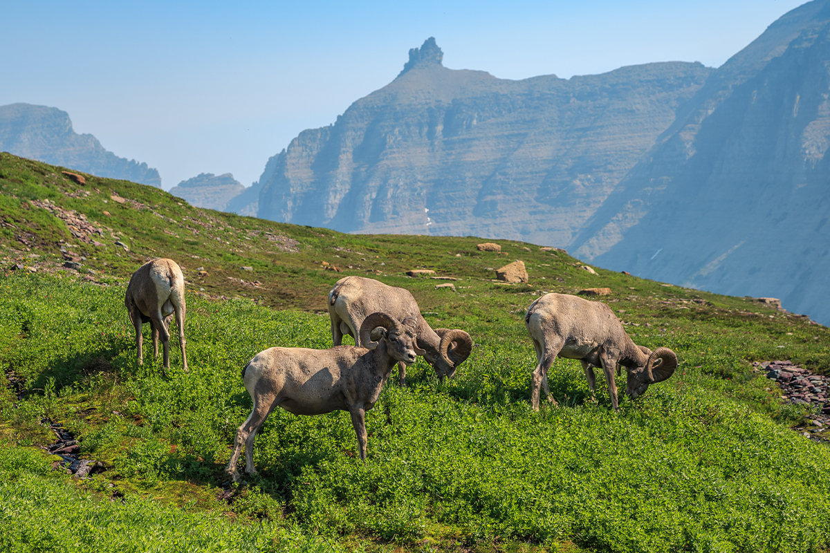 Learn These Interesting Glacier National Park Facts 9