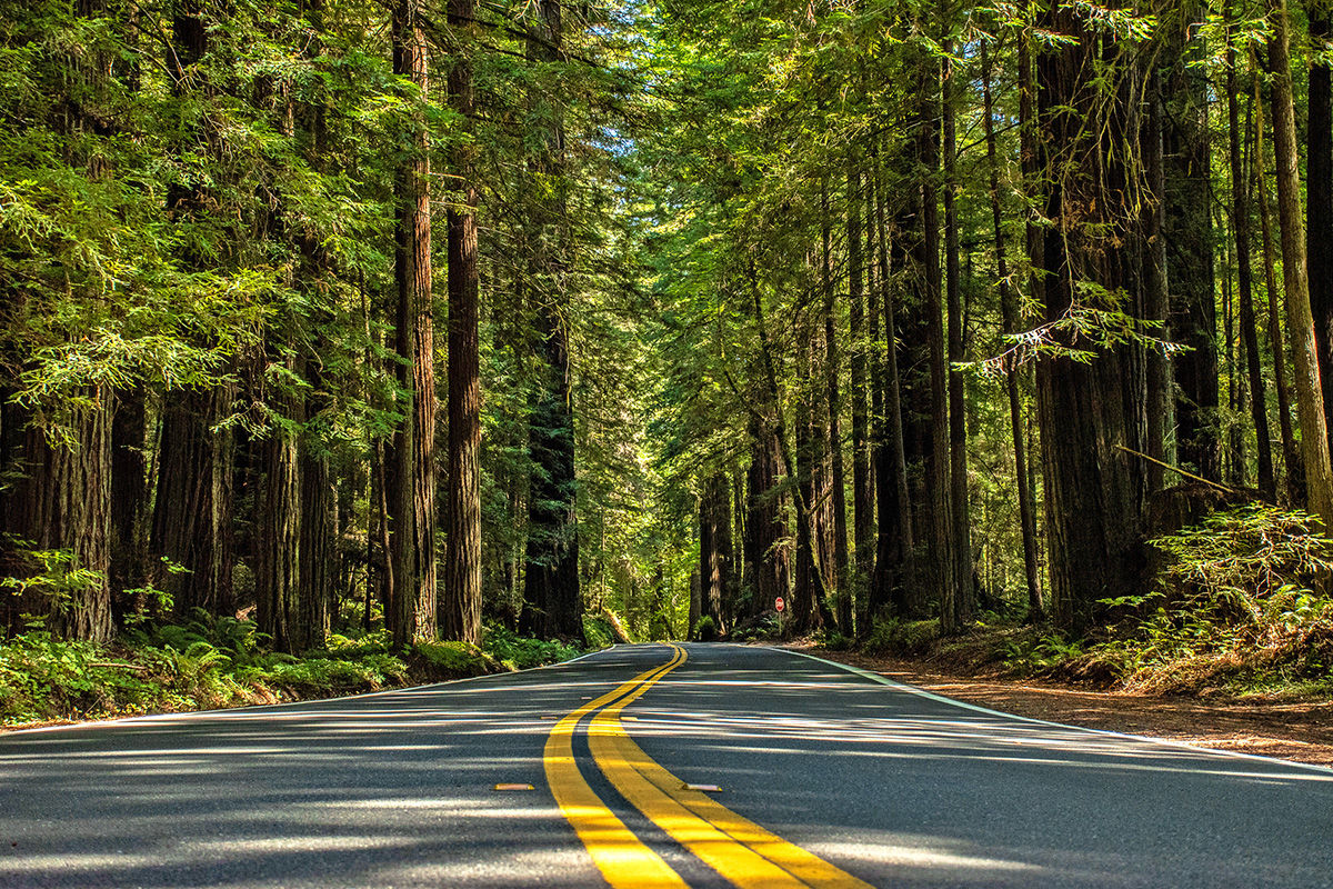 Redwood National Park Facts About Wildlife and History 7