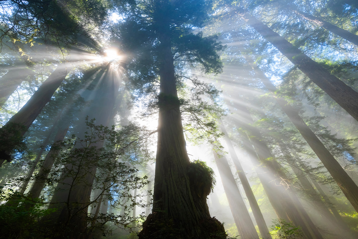 Redwood National Park Facts About Wildlife and History 6