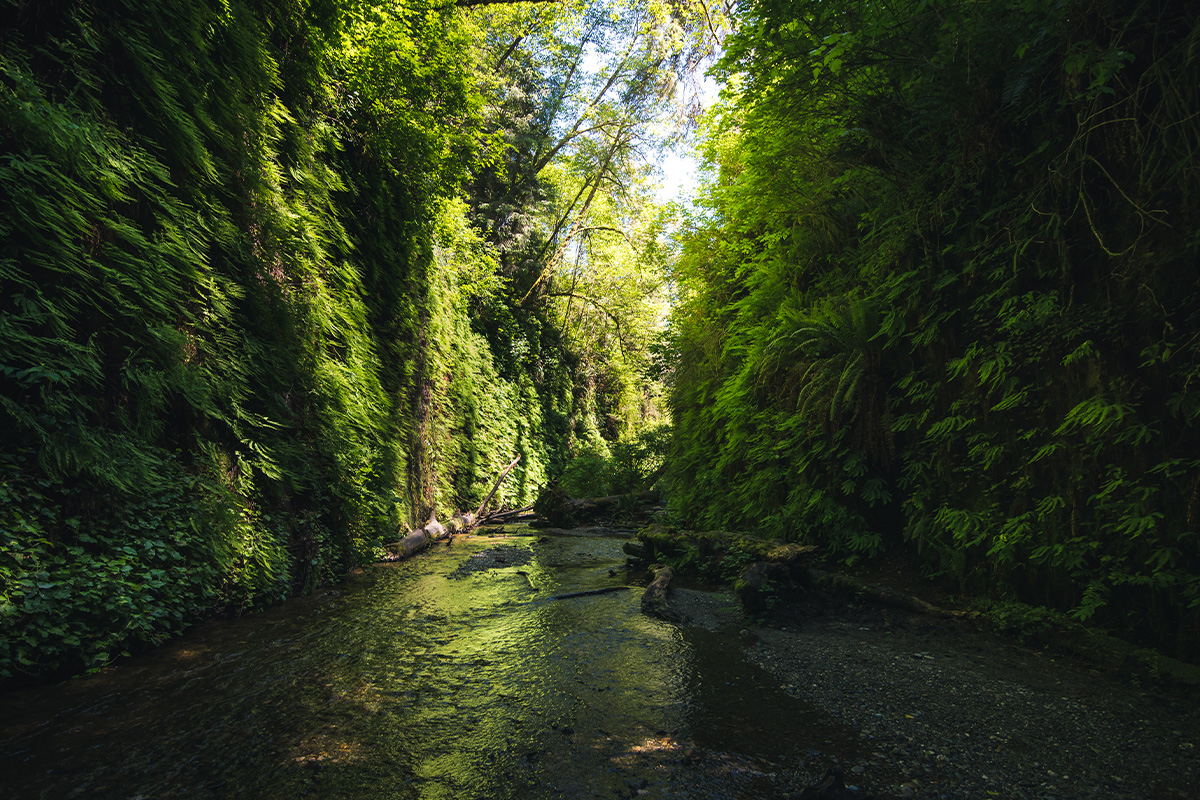 Redwood National Park Facts About Wildlife and History 9