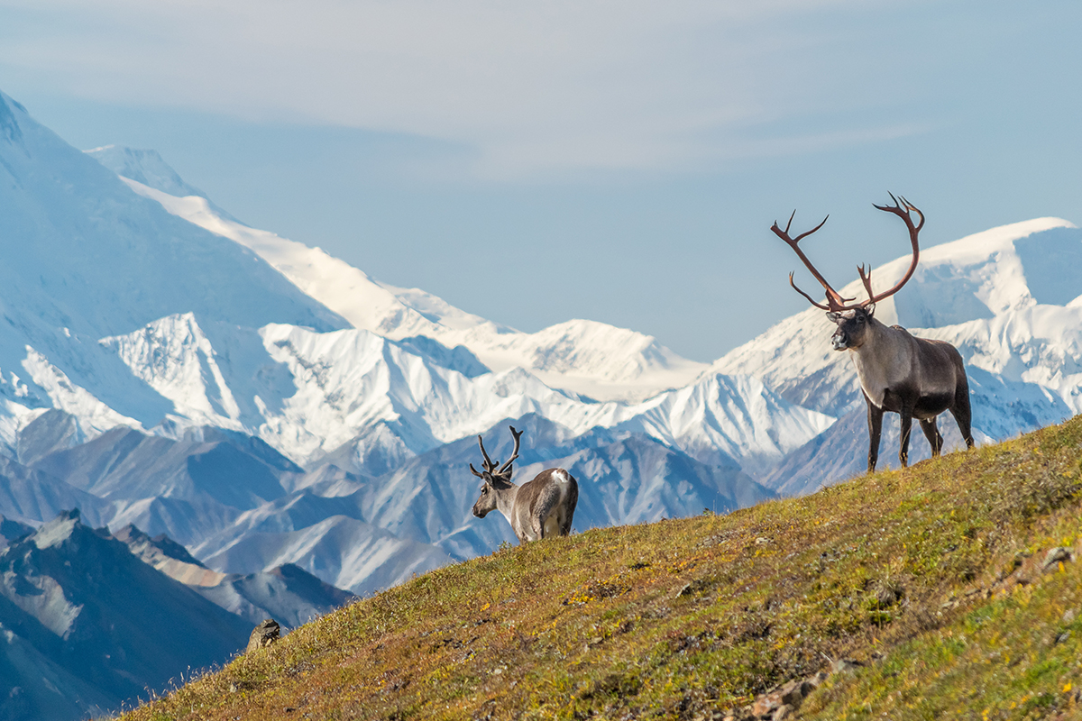 Top Denali National Park Facts for Nature Enthusiasts 12