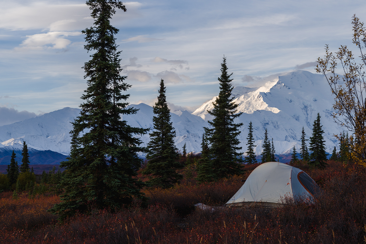 Top Denali National Park Facts for Nature Enthusiasts 18
