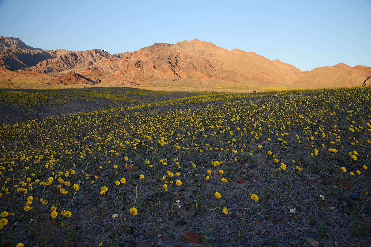 Learn These Fun and Unique Death Valley National Park Facts 2