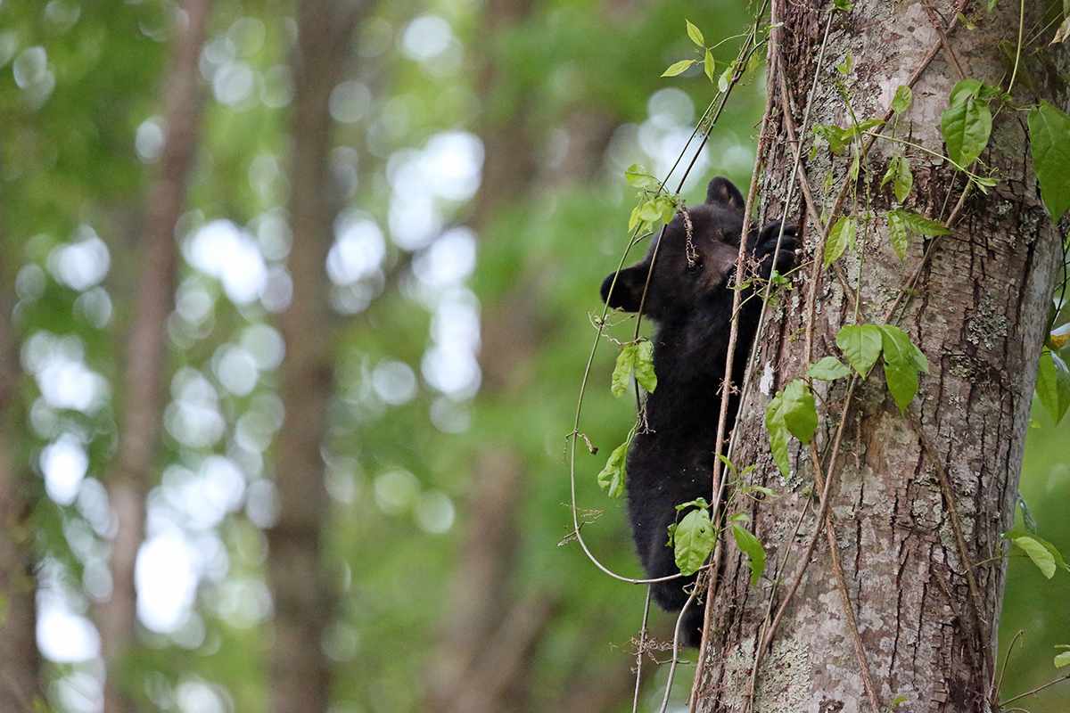 Fascinating Great Smoky Mountains National Park Facts 17