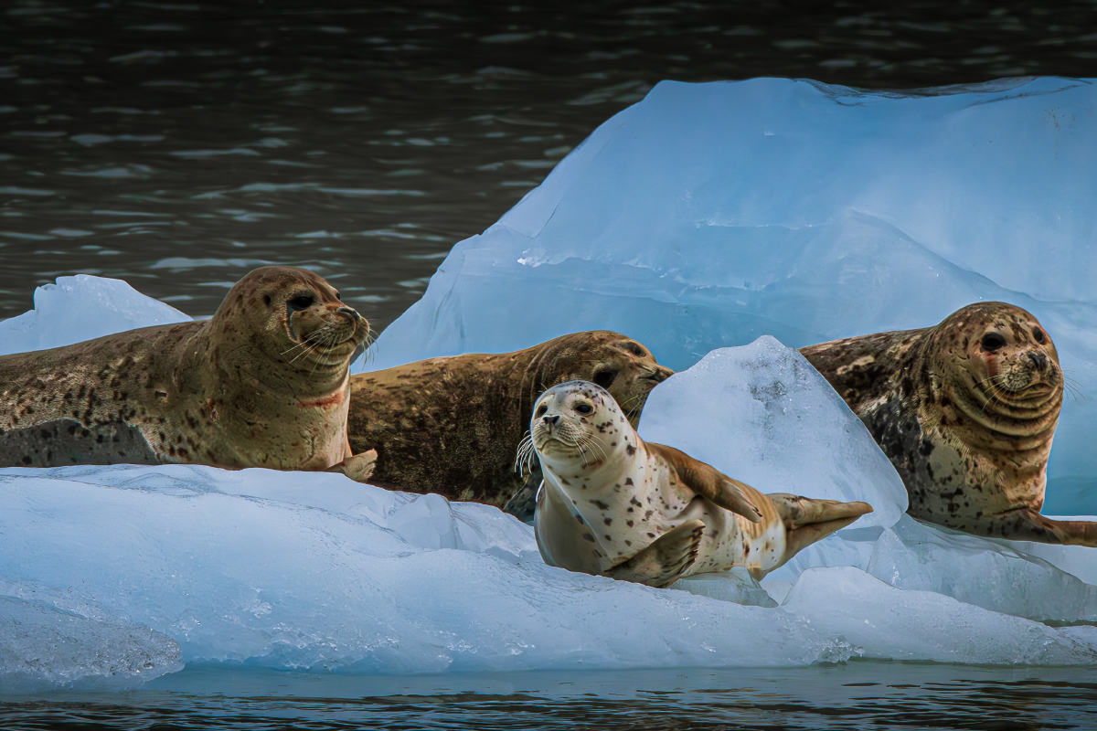 Discover Amazing Kenai Fjords National Park Facts 4