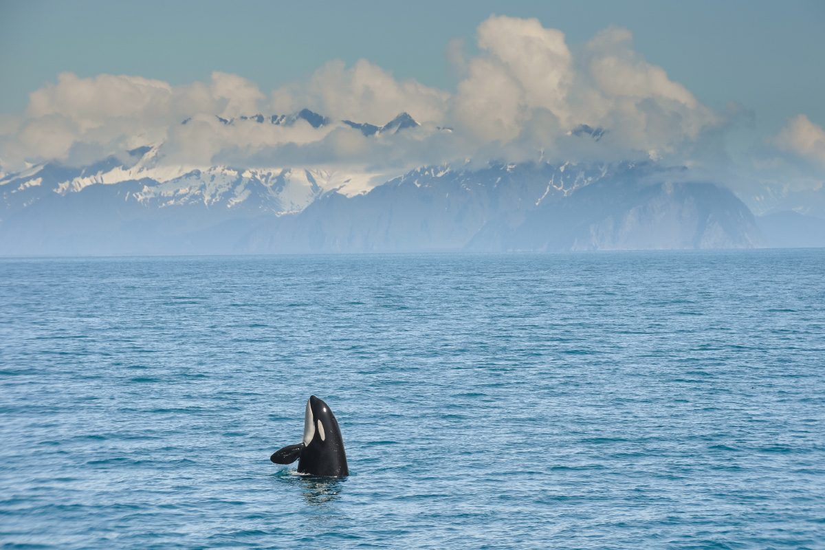 Discover Amazing Kenai Fjords National Park Facts 6