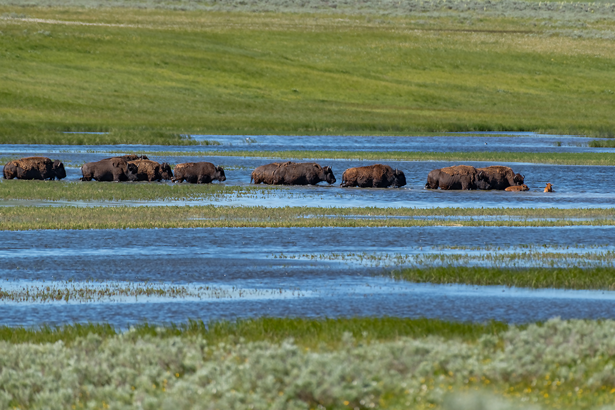 Discover the Best Time to Visit Yellowstone National Park 5