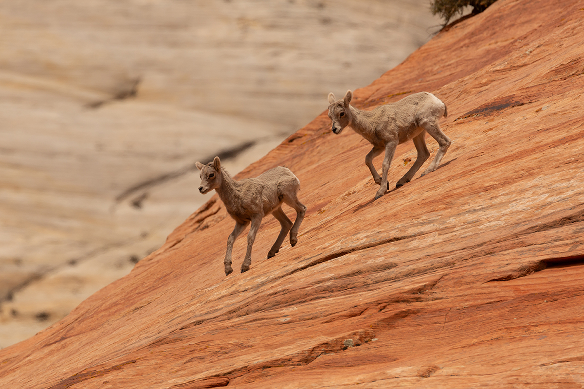 Your Guide to the Best Time to Visit Zion National Park 3