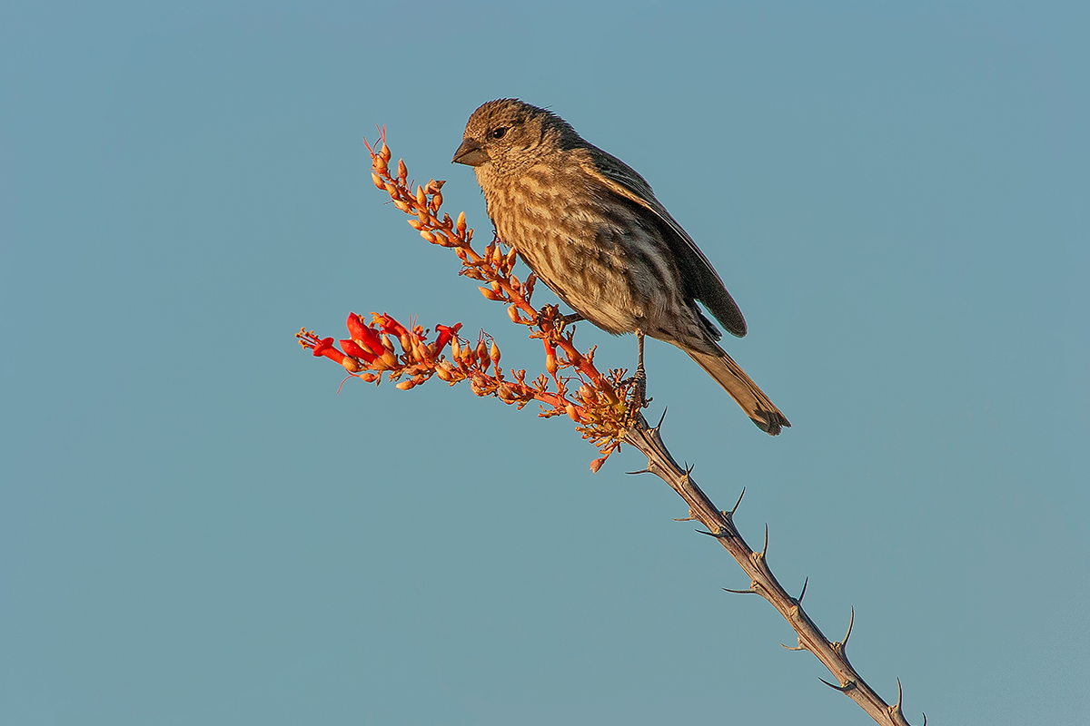 When Is the Best Time to Visit Big Bend National Park? 3