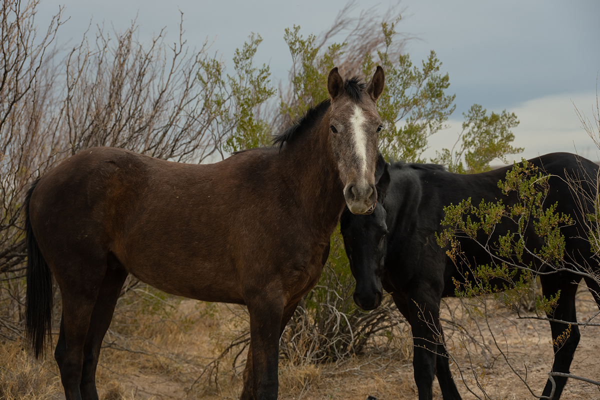 When Is the Best Time to Visit Big Bend National Park? 7