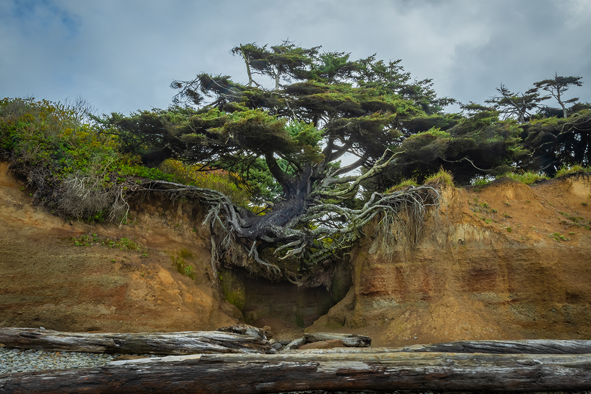 Plan the Best Time to Visit Olympic National Park and Explore 6