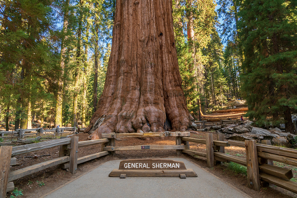 Explore the Best Time to Visit Sequoia National Park 9
