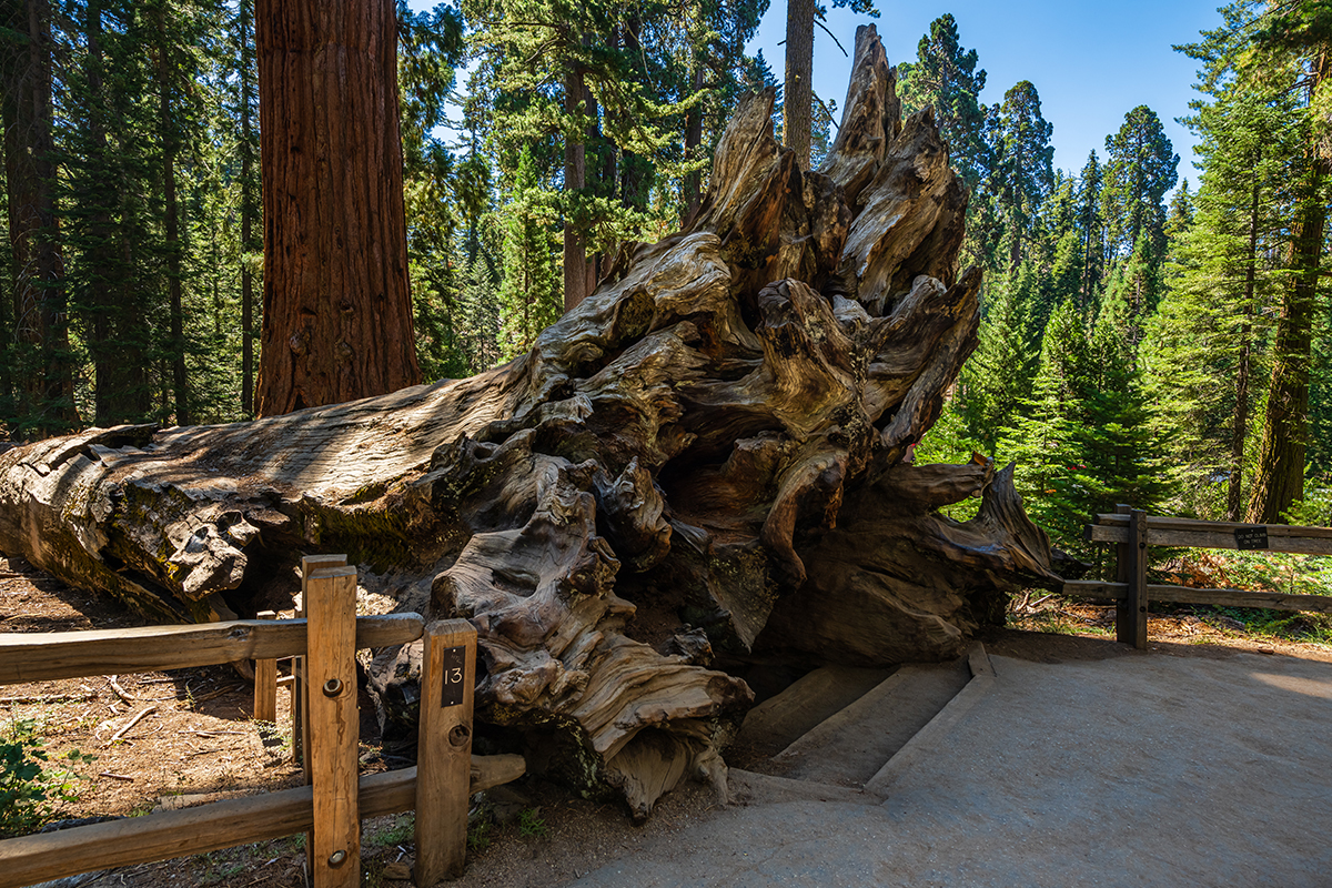 Explore the Best Time to Visit Sequoia National Park 3