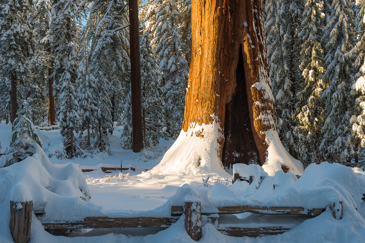 Explore the Best Time to Visit Sequoia National Park 4