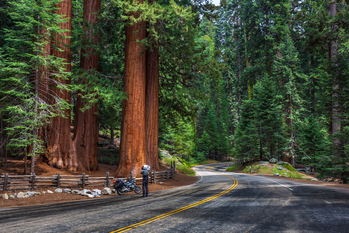 Explore the Best Time to Visit Sequoia National Park 10