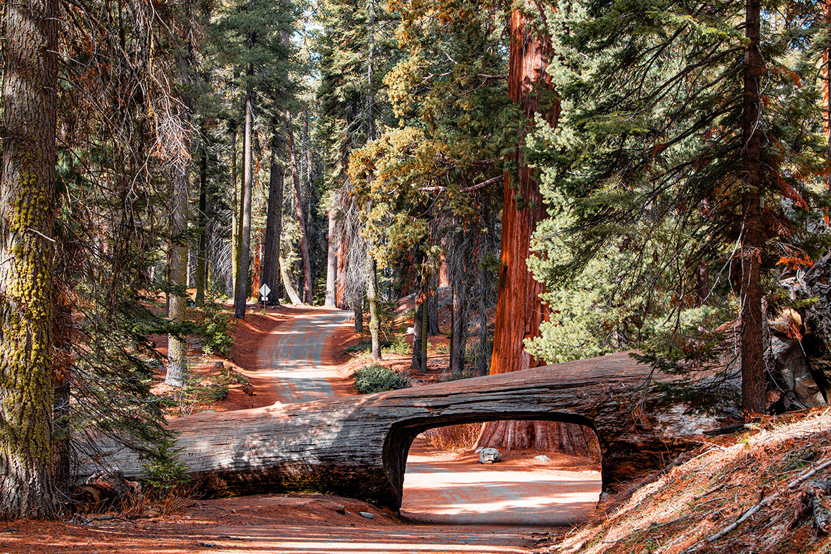 Explore the Best Time to Visit Sequoia National Park 6