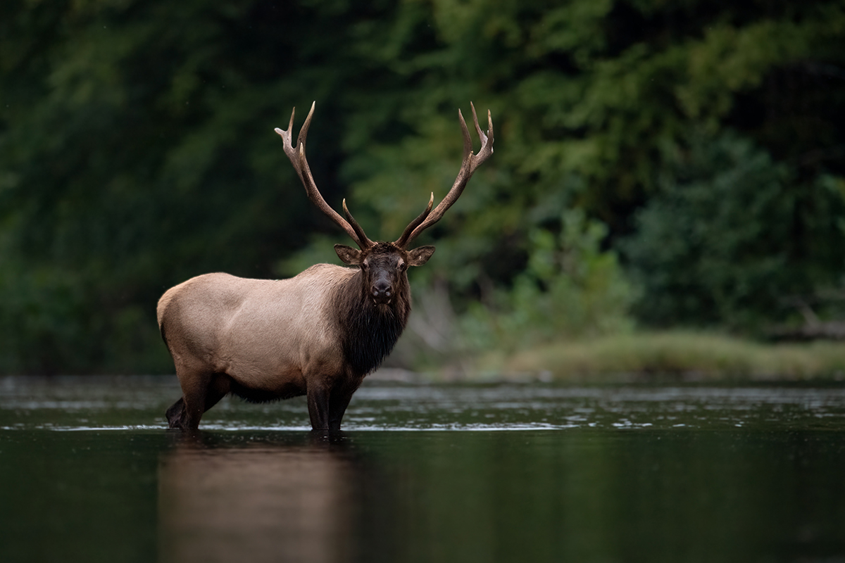 Know the Best Time to Visit Grand Teton National Park 15