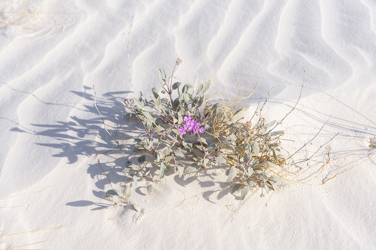 Best Time to Visit White Sands National Park by Season 6